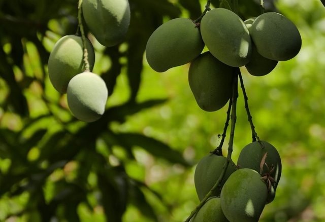 Mangoes featured in the PQS Agro portfolio