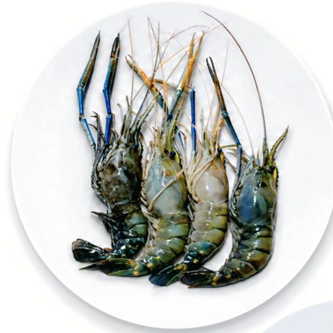Golda Shrimp Head On Shell On (10-12pcs) 500g Block (Export Quality)
